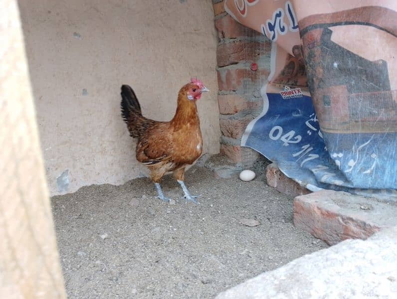 Desi hens for sale 1