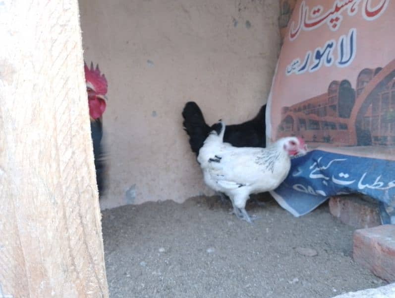 Desi hens for sale 5