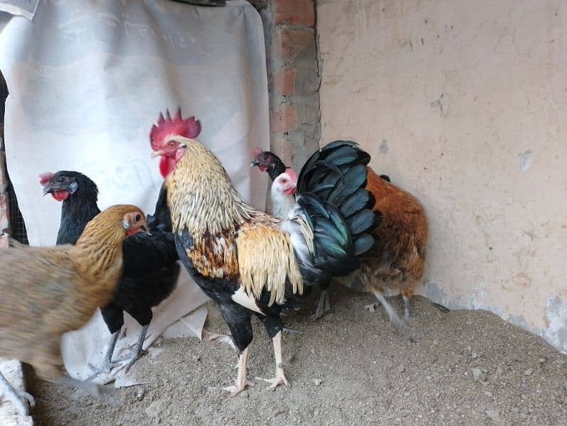 Desi hens for sale 6