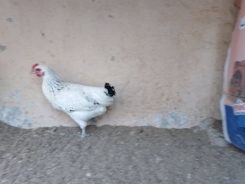 Desi hens for sale 7