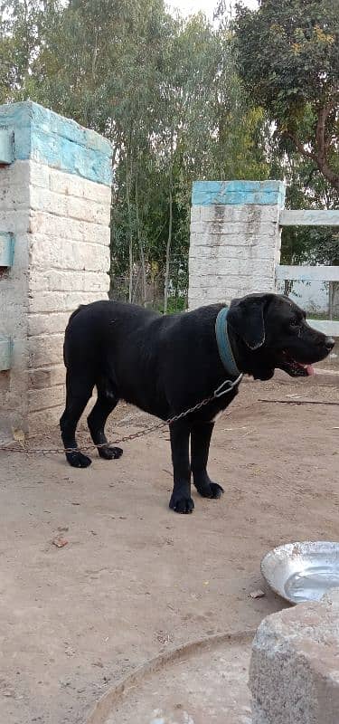 Labra Male Dog For Sale 3