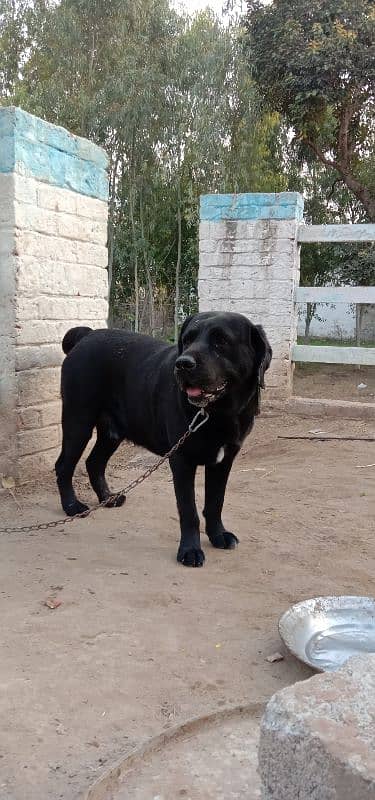 Labra Male Dog For Sale 4