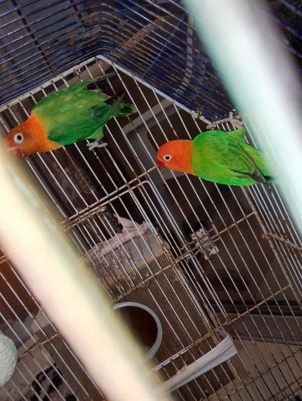 Cage & Birds For sale 3