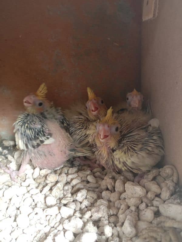 Cockatiel Chicks 0