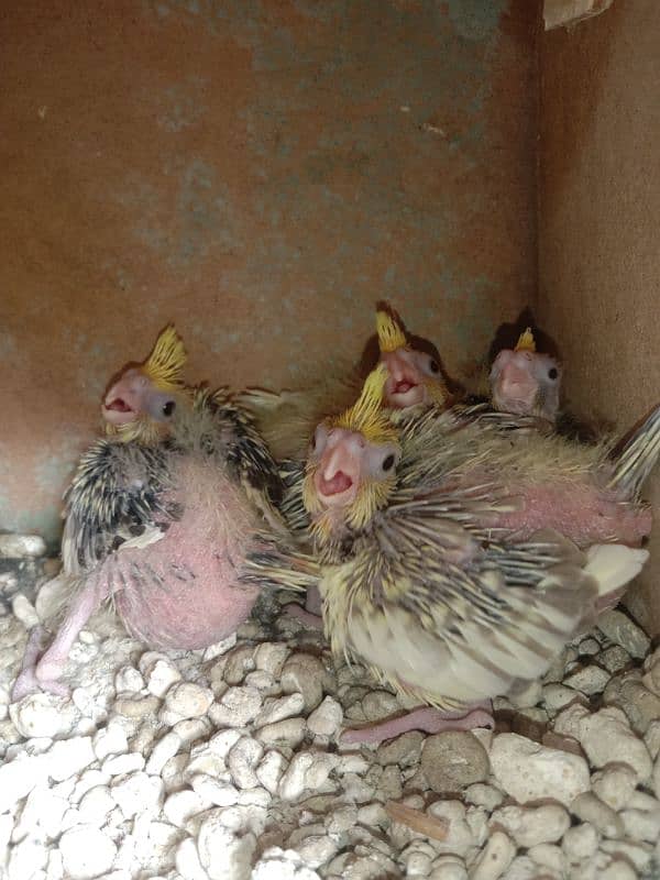 Cockatiel Chicks 1