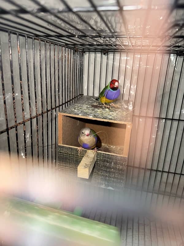 GOULDIAN FINCH 0