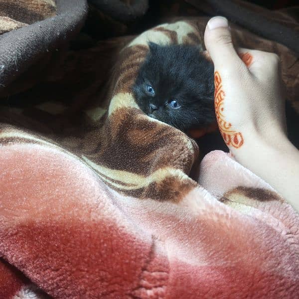 Triple Coat 3-Week-Old Black and Orange Persian Male and Female Kitten 0