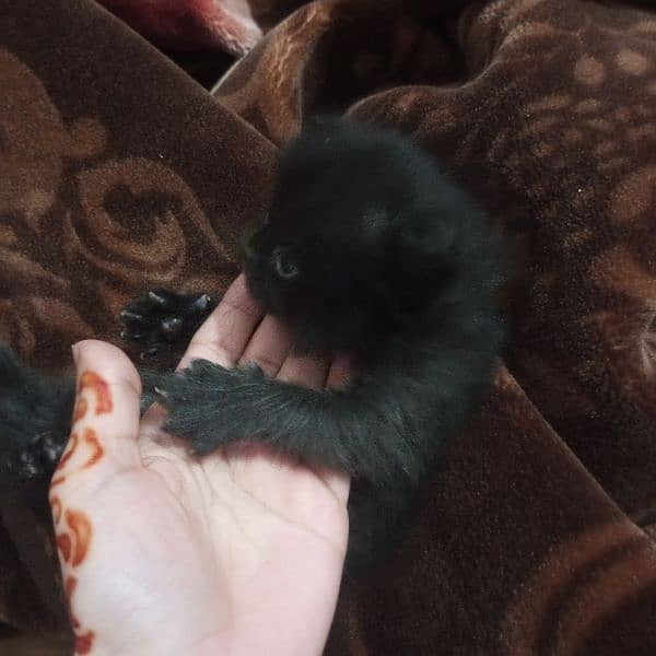 Triple Coat 3-Week-Old Black and Orange Persian Male and Female Kitten 2