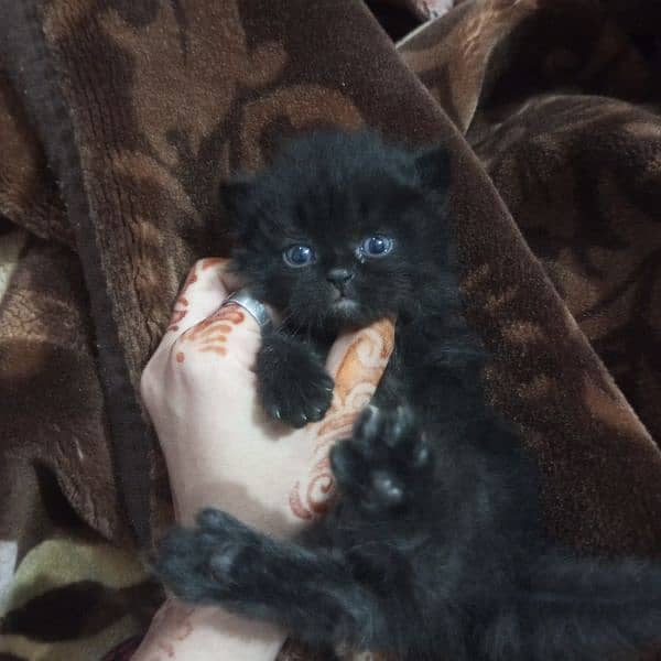 Triple Coat 3-Week-Old Black and Orange Persian Male and Female Kitten 3