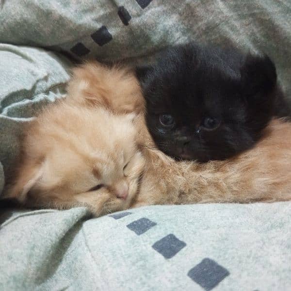 Triple Coat 3-Week-Old Black and Orange Persian Male and Female Kitten 4