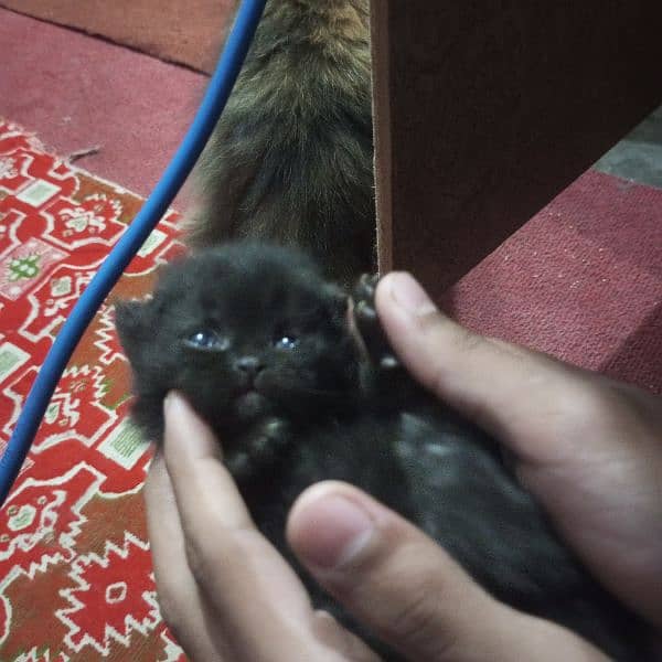 Triple Coat 3-Week-Old Black and Orange Persian Male and Female Kitten 5