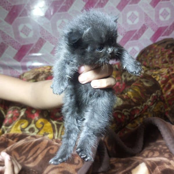 Triple Coat 3-Week-Old Black and Orange Persian Male and Female Kitten 6