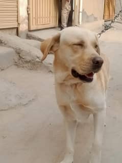 Labrador dog for sale Pedigree