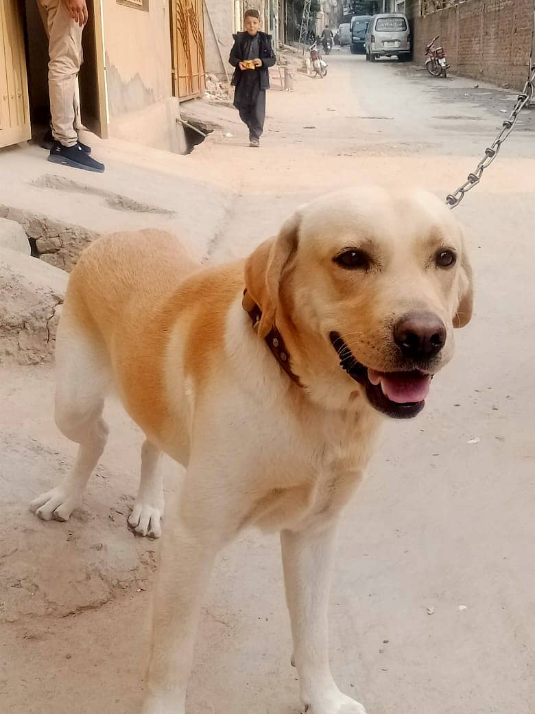 Labrador dog for sale Pedigree 1