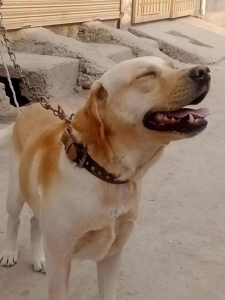 Labrador dog for sale Pedigree 3