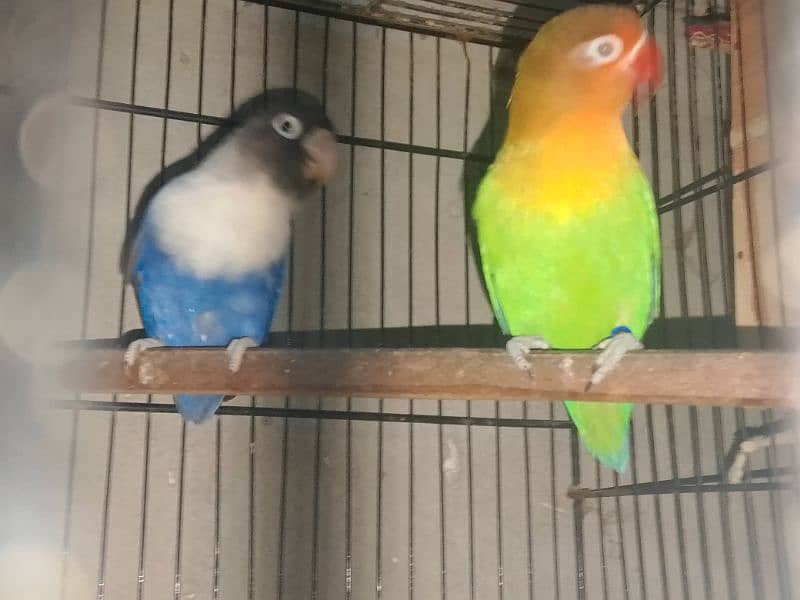 love birds 0