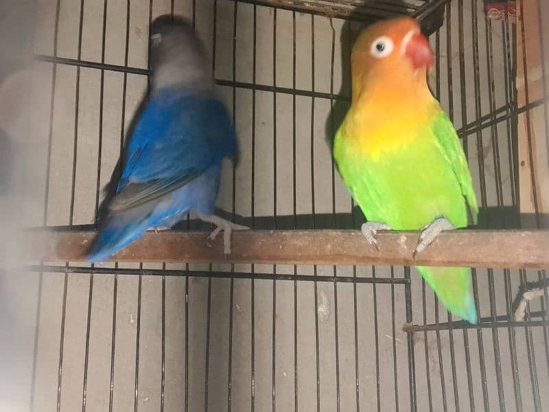 love birds 1