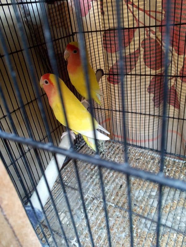 lotino pair albino split k chicks hain 3 with box for sale 0