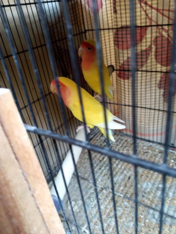 lotino pair albino split k chicks hain 3 with box for sale 1