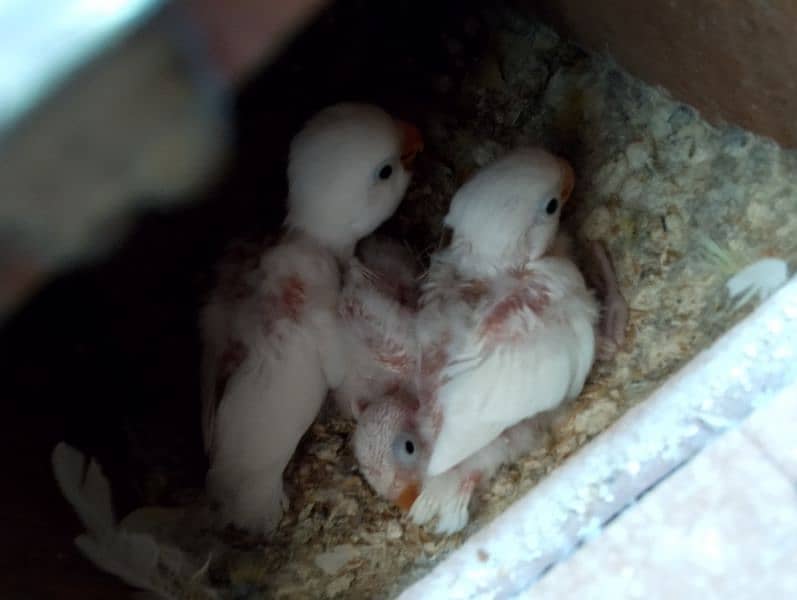 lotino pair albino split k chicks hain 3 with box for sale 2