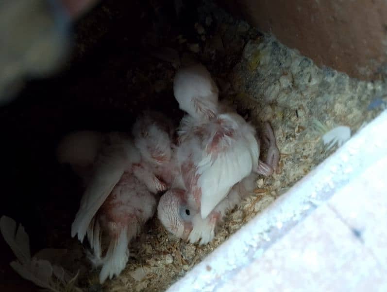 lotino pair albino split k chicks hain 3 with box for sale 3