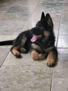 German shepherd puppies My Whatsapp number 03479384891