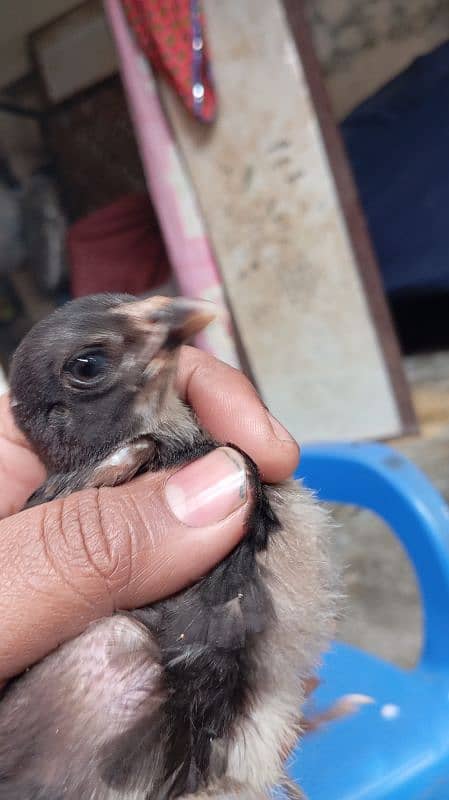 Thai aseel chicks 2