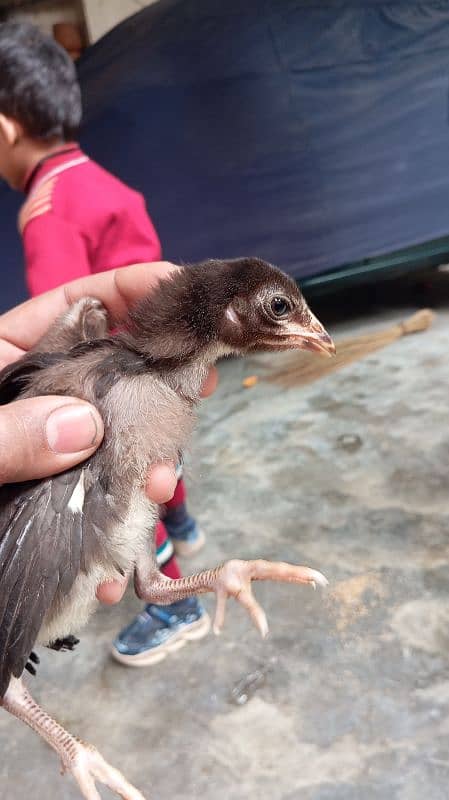 Thai aseel chicks 4