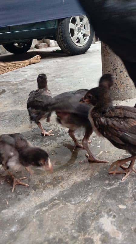 Thai aseel chicks 5