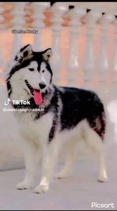 Siberian Husky