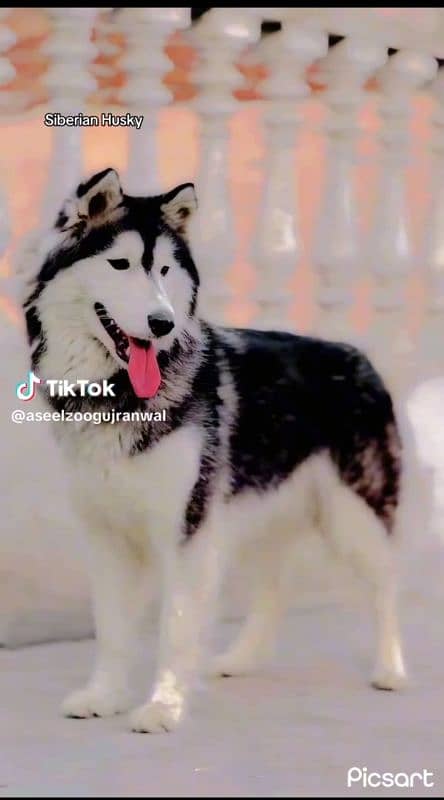 Siberian Husky 0