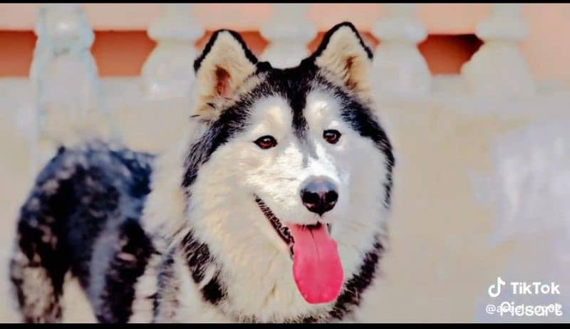 Siberian Husky 3