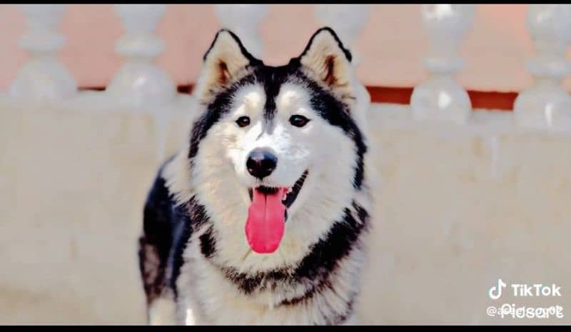 Siberian Husky 4