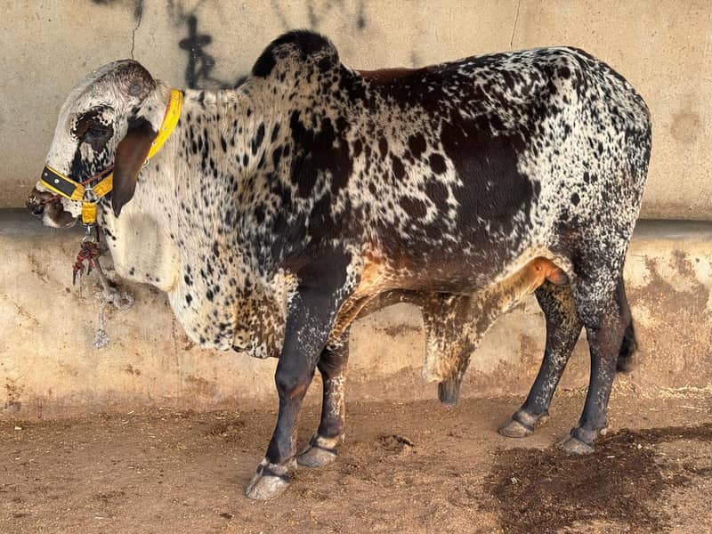 Cholistani cow bachra for sale. qurbani 2025 0