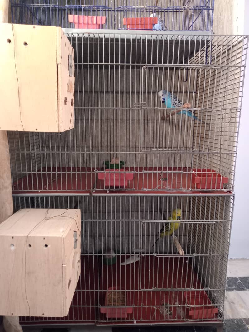 Parrot's thick wire cage 1