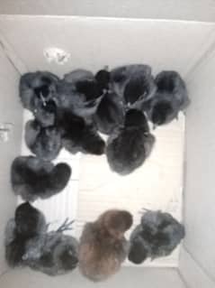 Ayam cemani chicks gray tongue