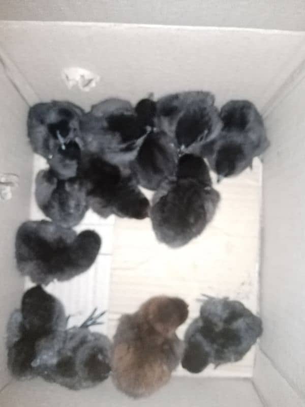 Ayam cemani chicks gray tongue 0