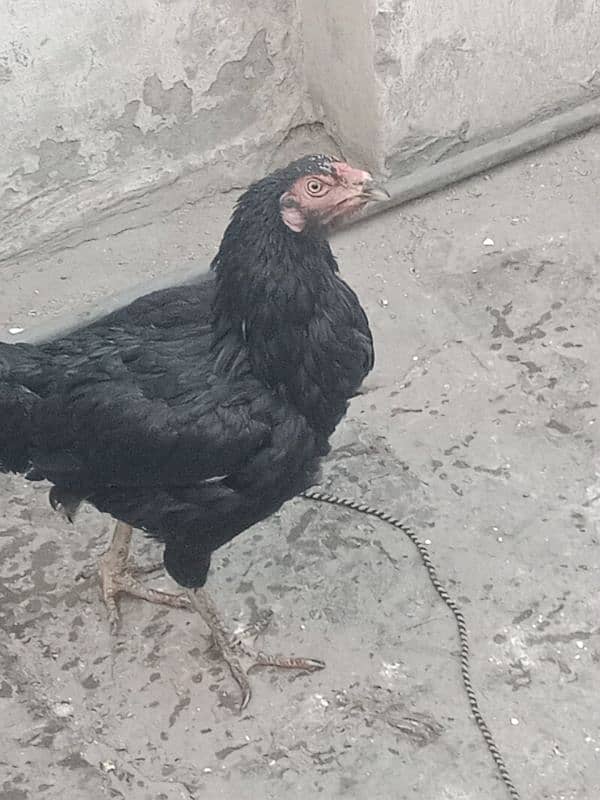 Aseel  hen for sale 03244543637  argent for sale 0