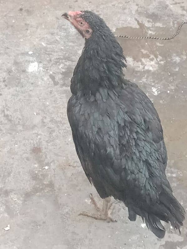 Aseel  hen for sale 03244543637  argent for sale 1