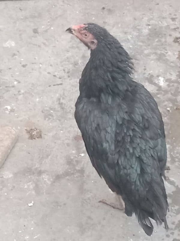 Aseel  hen for sale 03244543637  argent for sale 2