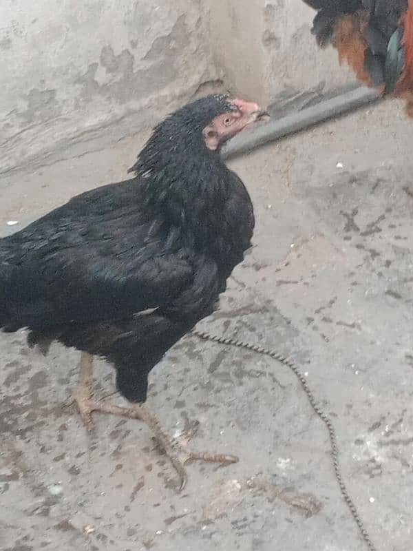 Aseel  hen for sale 03244543637  argent for sale 3