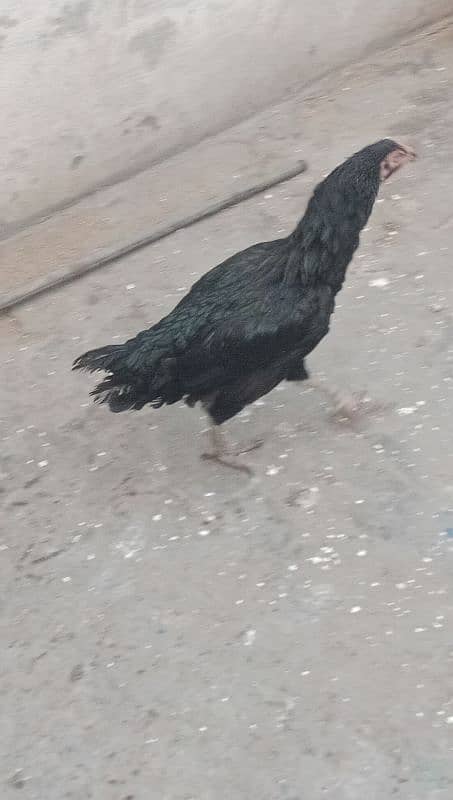 Aseel  hen for sale 03244543637  argent for sale 4