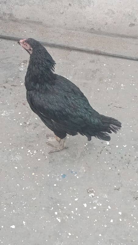 Aseel  hen for sale 03244543637  argent for sale 5