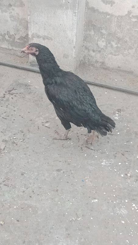 Aseel  hen for sale 03244543637  argent for sale 6