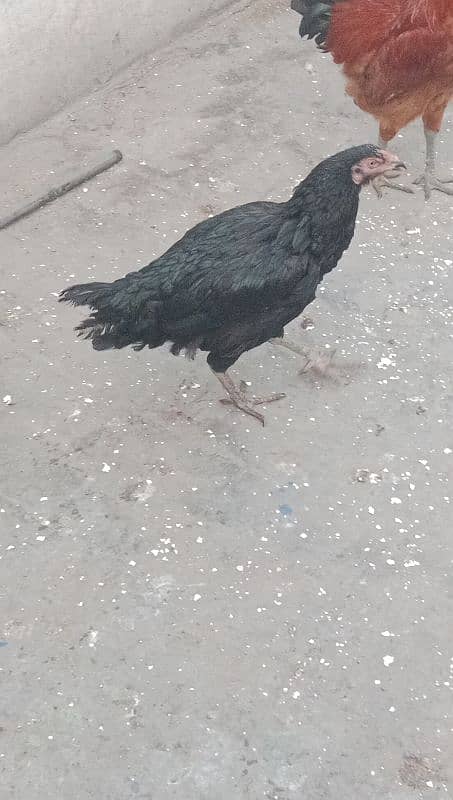 Aseel  hen for sale 03244543637  argent for sale 7