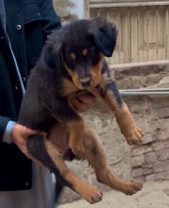 Rottweiler Male Puppy