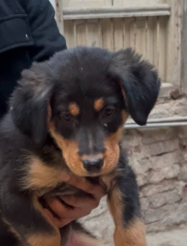 Rottweiler Male Puppy 1