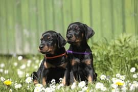 Doberman Puppy