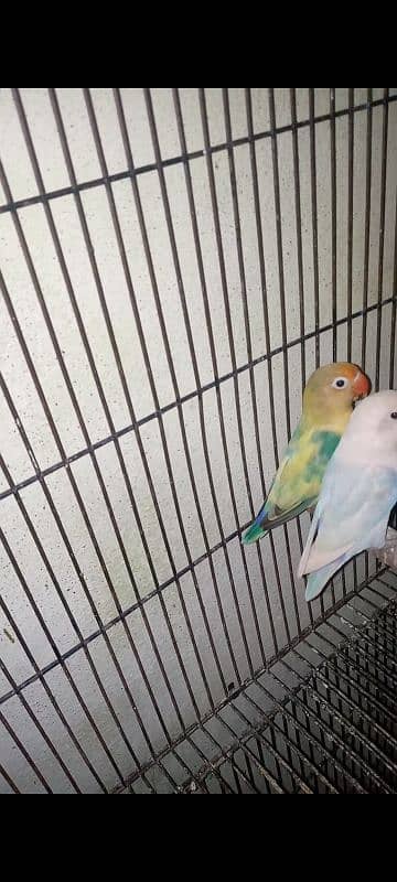 parblue pastal ino female blue pastal spilt ino male 0