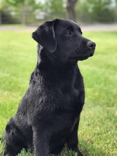 Labrador